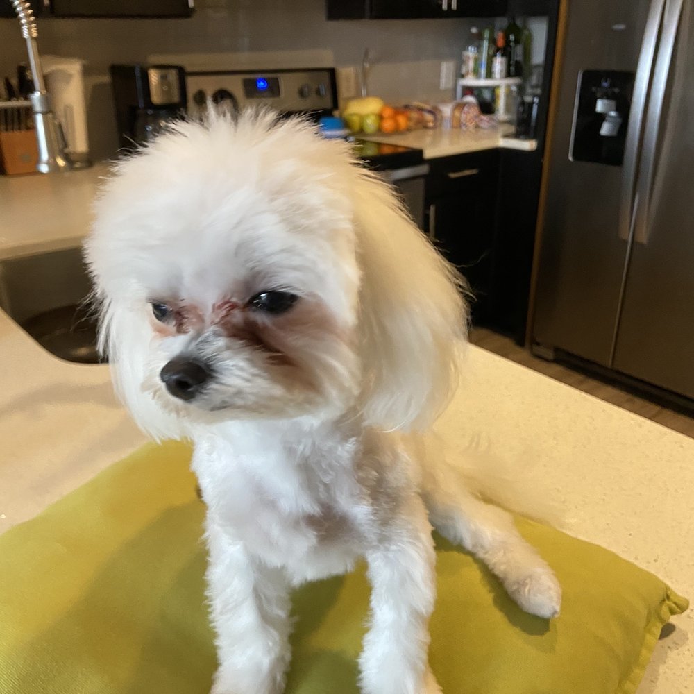 The Pet Barber - lol at his chest - Pet Groomers Near Me - Houston, Texas The Pet Barber - lol at his chest - Pet Groomers Near Me - Houston, Texas