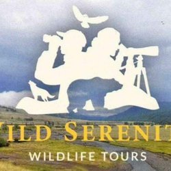 Wild Serenity Wildlife Tours - Come be a part of our family for the day and as we enjoy Yellowstone wildlife and scenery.
