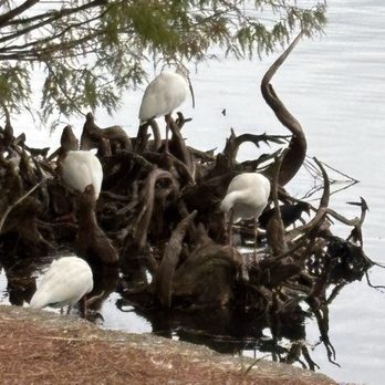 Lake Eola Park - Parks Near Me - Orlando, Florida Lake Eola Park - Parks Near Me - Orlando, Florida