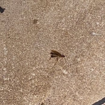 Noodle World - A view of the roach . - Chinese Near Me - Alhambra, California