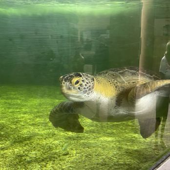 Sea Turtle - Aquariums Near Me - South Padre Island, Texas Sea Turtle - Aquariums Near Me - South Padre Island, Texas