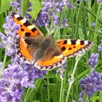 Painted Lady Lavender Farm - At the Painted Lady Lavender Farm and gardens, the painted lady butterfly and lavender. - Farms Near Me - Ilwaco, Washington Painted Lady Lavender Farm - At the Painted Lady Lavender Farm and gardens, the painted lady butterfly and lavender. - Farms Near Me - Ilwaco, Washington