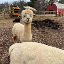 Red Hill Farms-Phillips Family