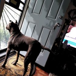 Hurley Dog and Cat Hospital - Batman nosey again