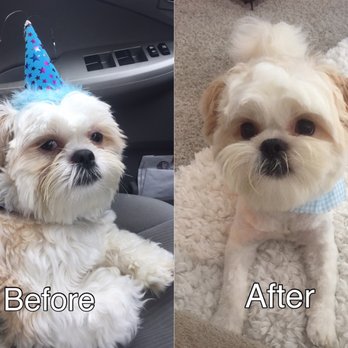 Fur Paws - Pet Groomers Near Me - Houston, Texas