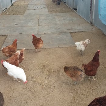 McKee Ranch - Happy chickens roaming around - Ranches Near Me - Las Vegas, Nevada McKee Ranch - Happy chickens roaming around - Ranches Near Me - Las Vegas, Nevada