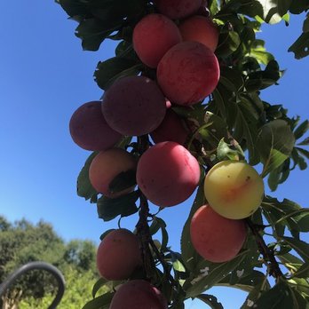 Everlasting Garden - a bunch of plums hanging from a tree - Fruits & Veggies Near Me - Salinas, California Everlasting Garden - a bunch of plums hanging from a tree - Fruits & Veggies Near Me - Salinas, California