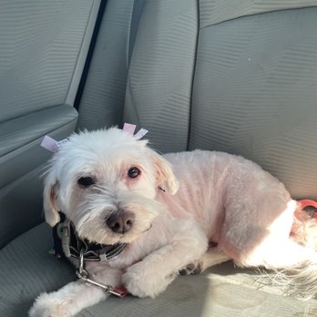 The Dogg Lounge - Pet Groomers Near Me - Whittier, California The Dogg Lounge - Pet Groomers Near Me - Whittier, California