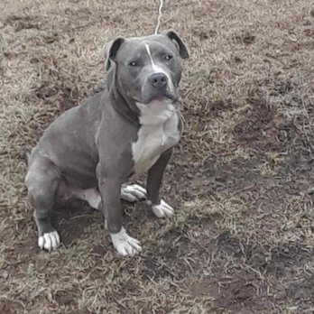 Red Storm Blues - Pet Training Near Me - Trenton, New Jersey