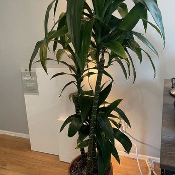 Venice Plants - a large plant in a pot - Nurseries & Gardening Near Me - Venice, California Venice Plants - a large plant in a pot - Nurseries & Gardening Near Me - Venice, California