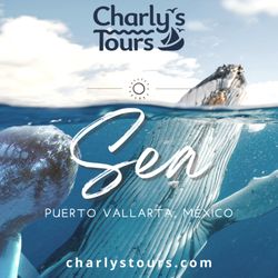 Charly's Sport fishing & Tours - Whale Watching Private and Sharing Tours. Seasonal. Normally December to March every year. Contact us for for further information.