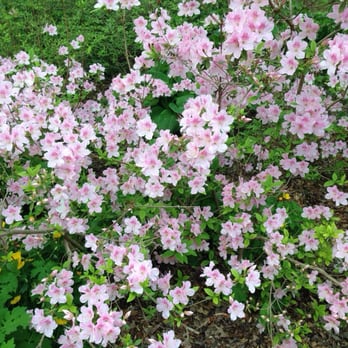 Brookside Gardens  - Azaleas - Botanical Gardens Near Me - Wheaton, Maryland
