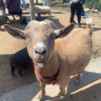SoCalMiniPigs - Pet Breeders Near Me - Valley Center, California SoCalMiniPigs - Pet Breeders Near Me - Valley Center, California