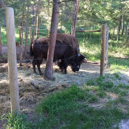 The buffalo inside electric fence. The buffalo inside electric fence.