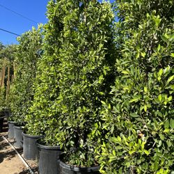 Feregrino & Sons Nursery