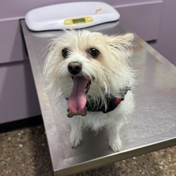 She's awaiting her vaccinations.