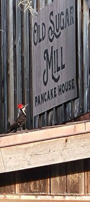 Old Spanish Sugar Mill by null