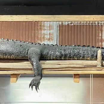 Catfish Charlie's - a large alligator in a cage - New American Near Me - Monroe, Louisiana Catfish Charlie's - a large alligator in a cage - New American Near Me - Monroe, Louisiana