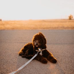 We got our dood groomed by Betty just in time for our engagement photos! He stole the show! We got our dood groomed by Betty just in time for our engagement photos! He stole the show!