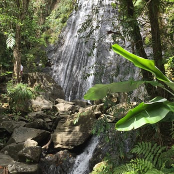 El Yunque Rainforest - Hiking Near Me - Luquillo, Puerto Rico