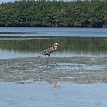 Rivers to Ocean Kayaking - Red necked egret. - Rafting/Kayaking Near Me Rivers to Ocean Kayaking - Red necked egret. - Rafting/Kayaking Near Me