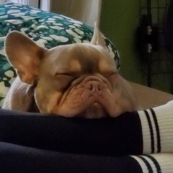 The Ruff House - Meaty after school - Pet Sitting Near Me - Westford, Massachusetts The Ruff House - Meaty after school - Pet Sitting Near Me - Westford, Massachusetts