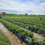 Photo of Specca Farms