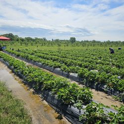 Specca Farms - Strawberry plants