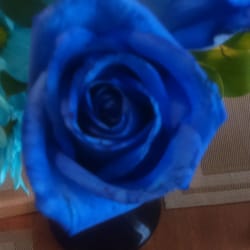 Blue Rose Cleaning Services