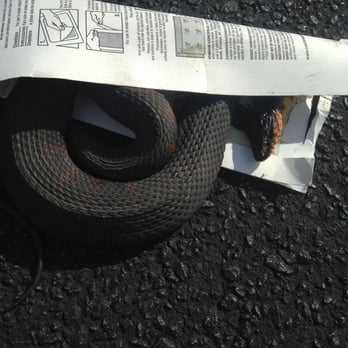 Williams Wildlife Removal - This week our technician, David, caught this 3 ft. long southern banded water snake in one of our snake traps... - Pest Control Near Me Williams Wildlife Removal - This week our technician, David, caught this 3 ft. long southern banded water snake in one of our snake traps... - Pest Control Near Me