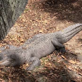 Fresno Chaffee Zoo - Alligator - Zoos Near Me - Fresno, California Fresno Chaffee Zoo - Alligator - Zoos Near Me - Fresno, California