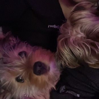 Tailwaggers - Before her hair cut - Pet Groomers Near Me - Fresno, California