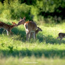 Meadowmere Park - Fawn Triplets photo by Naturalist Photographer "Christopher Sanders" at Lake Grapevine.