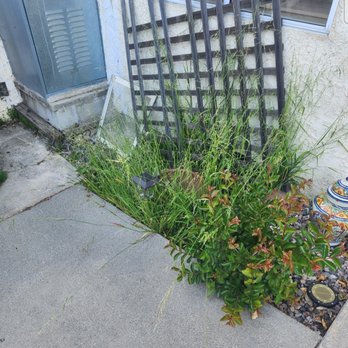 Humane Pest Control  - My overgrown crawlspace opening with the old cover off to the side. - Pest Control Near Me