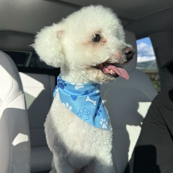 Your Pet's Paradise - Pet Groomers Near Me - Yonkers, New York Your Pet's Paradise - Pet Groomers Near Me - Yonkers, New York