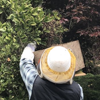 San Francisco Beekeepers Association - Mike scooping bees into box - Community Service/Non-Profit Near Me - San Francisco, California