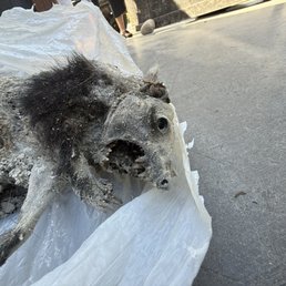 Skunk carcass Skunk carcass