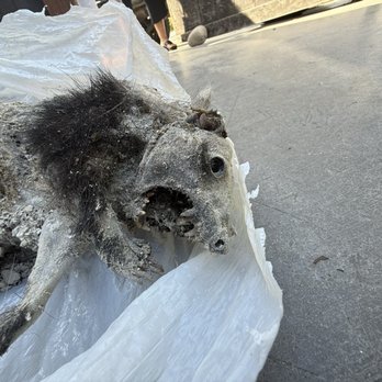 Terminix - Skunk carcass - Pest Control Near Me - Santa Maria, California Terminix - Skunk carcass - Pest Control Near Me - Santa Maria, California