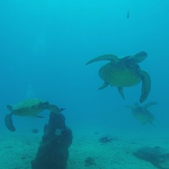 Reef Pirates Diving - Scuba Diving Near Me - Honolulu, Hawaii Reef Pirates Diving - Scuba Diving Near Me - Honolulu, Hawaii