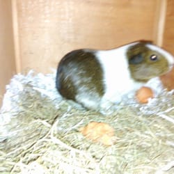 The Pet Team - Toffee who came to stay for 10 days