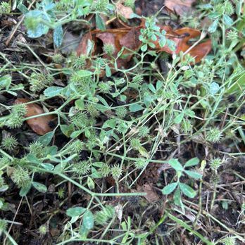 Oklahoma City East KOA - But Clover covering my campsite - Campgrounds Near Me - Choctaw, Oklahoma Oklahoma City East KOA - But Clover covering my campsite - Campgrounds Near Me - Choctaw, Oklahoma