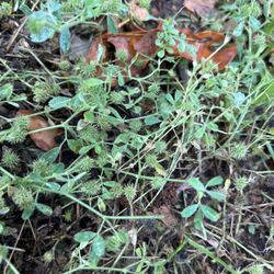 Oklahoma City East KOA - But Clover covering my campsite