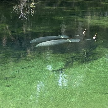 Blue Spring State Park - Parks Near Me - Orange City, Florida Blue Spring State Park - Parks Near Me - Orange City, Florida