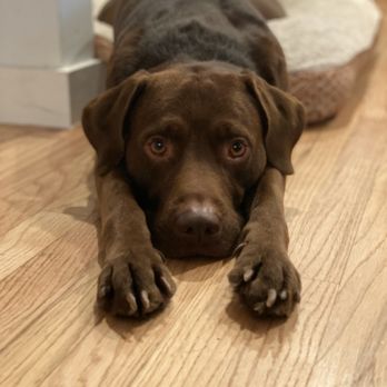 Paws on Chicon - Pet Stores Near Me - Austin, Texas