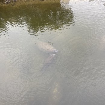 Manatee Viewing Center - Zoos Near Me - Apollo Beach, Florida