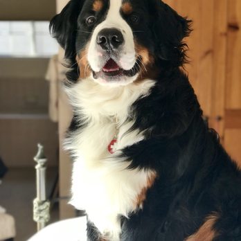 Naughty To Nice Dog Training - Pet Training Near Me Naughty To Nice Dog Training - Pet Training Near Me