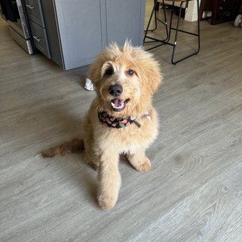 Bark Boutique - Pet Groomers Near Me - Sacramento, California Bark Boutique - Pet Groomers Near Me - Sacramento, California
