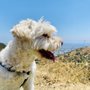 Ruff Hikes & Gentle Walks