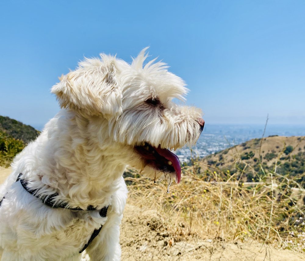 RUFF HIKES & GENTLE WALKS Los Angeles, California Dog Walkers