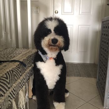 Scenthound - This is what he looks like now after they messed him up - Pet Groomers Near Me - Jupiter, Florida